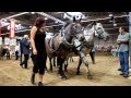 Maulesel Maultier Noriker Pferde gruene Tage Thueringen 2010 Erfurt.jpg 